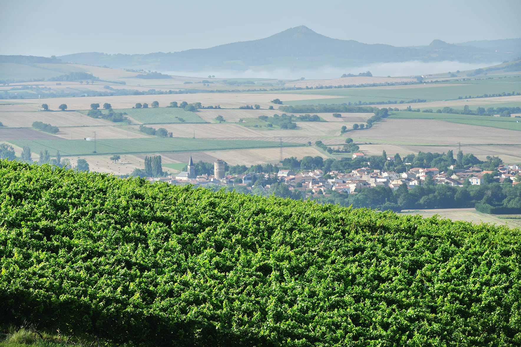 Photo 3 de Vignoble Desprat Saint Verny