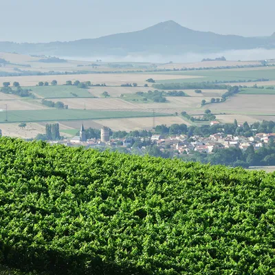 Vignoble Desprat Saint Verny — vue 2, activité à Veyre-Monton (Puy-de-Dôme)